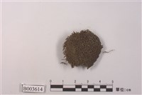 藏品(叢苔科)的圖片